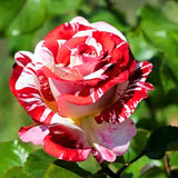 Red Pink Mini Rose Plant Live, Miniature Rose Bush in 3" Pot, Indoor Outdoor Flowering Plant, Compact Live Rose for Gifts and Gardens