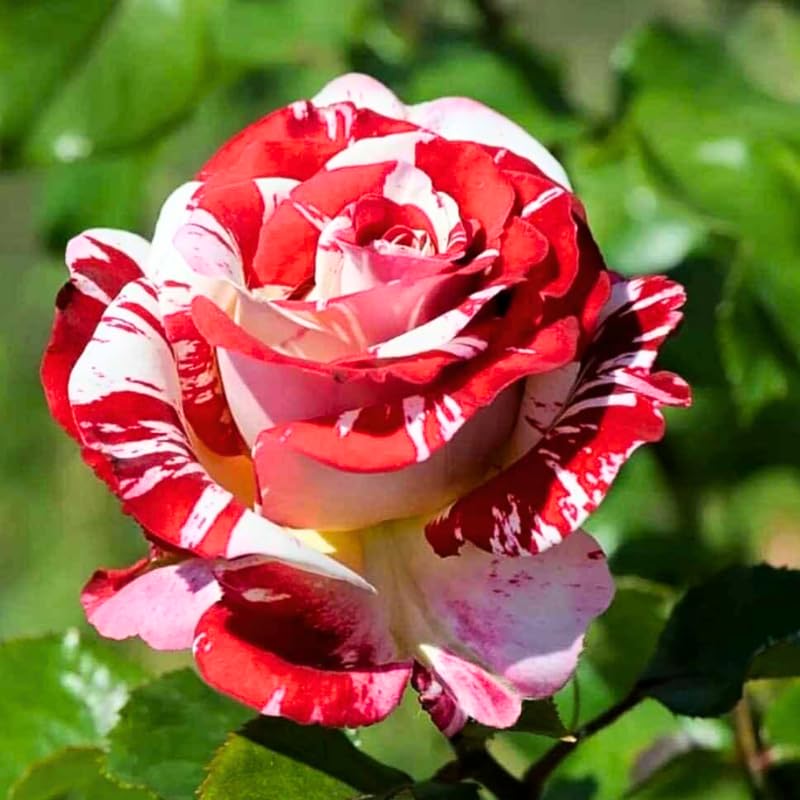 Red Pink Mini Rose Plant Live, Miniature Rose Bush in 3" Pot, Indoor Outdoor Flowering Plant, Compact Live Rose for Gifts and Gardens