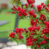 Red Weigela Plant in Quart Pot, Weigela Live Plant, Live Shrub for Outdoor Garden, Spring Blooming Flower Bush