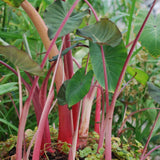 3 Colocasia Plants Live, Elephant Ear Caladium Esculenta Plants, 5 to 8 Inc Tall (Green Leaf Red Stem)