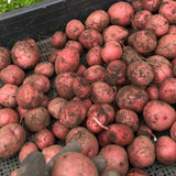 Red Potato Seeds for Planting, Seed Potatoes for Planting, 2 Pounds, Heirloom, Vegetable Plants Growing Easy to Plant, Potato Tuber Bulbs