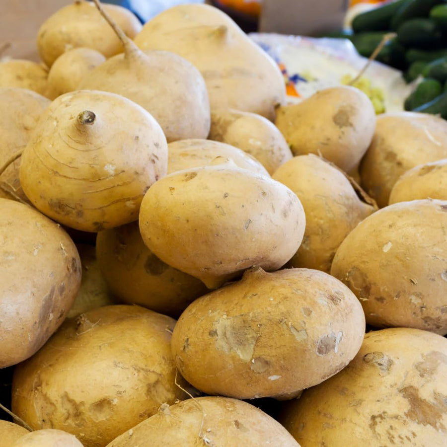 96 Jicama Seeds for Planting, Heirloom Jicama Seed, Strong Climbing Plant, Vegetable Garden