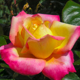 Rose Bush Live Plant - Climbing Rose Plant Live Shrub - Bareroot with Soil 7-10 Inch Tall - Fragrant Rose Flowers Heirloom Rose Shrub (Peace Rose)