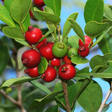 Live Strawberry Guava Tree Live Plant in Half-Gallon Pot, Sweet Tropical Fruit, 10-14 inches Tall, No CA