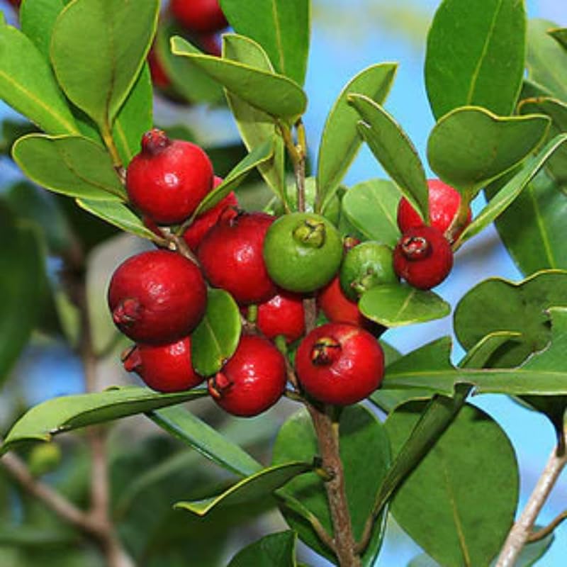 Live Strawberry Guava Tree Live Plant in Half-Gallon Pot, Sweet Tropical Fruit, 10-14 inches Tall, No CA