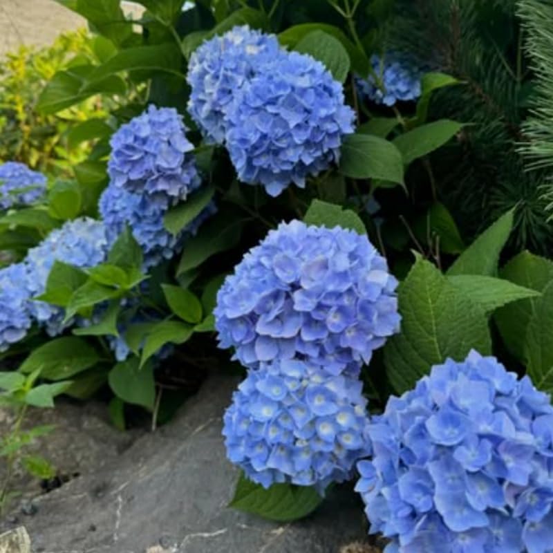 Blue Hydrangea Tree Live Plant, Hydrangea Plant Live Garden, Perennial Flower Shrub Plant,Quart Pot