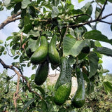 Long Neck Avocado Tree 3 Feet Up, Russell Long Neck Avocado Fruit Tree Live Plant, Ready to Grow