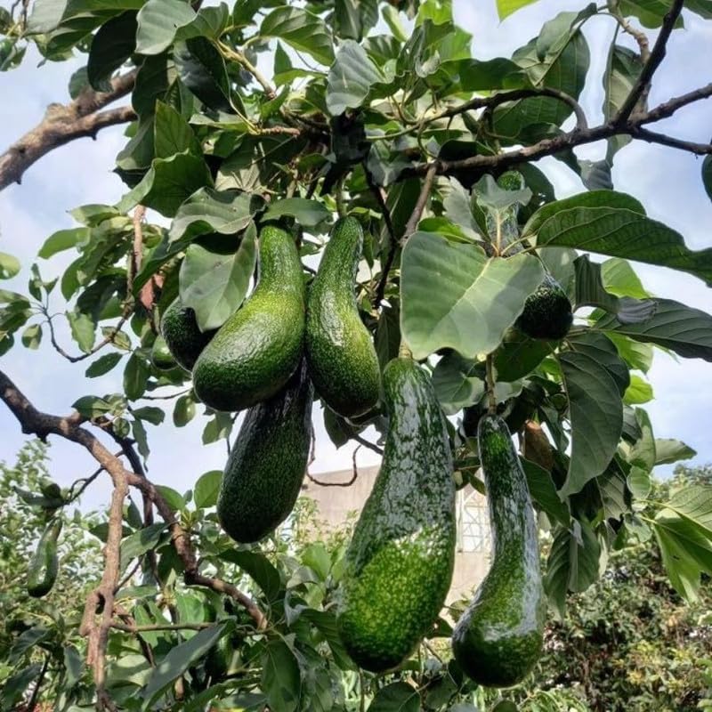 Long Neck Avocado Tree 3 Feet Up, Russell Long Neck Avocado Fruit Tree Live Plant, Ready to Grow