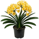 Yellow Clivia Live Plant in 6 Inch Pot - 6-8" Tropical Flowering Houseplant, Perennial Clivia Flower Plant for Indoor Outdoor Planting