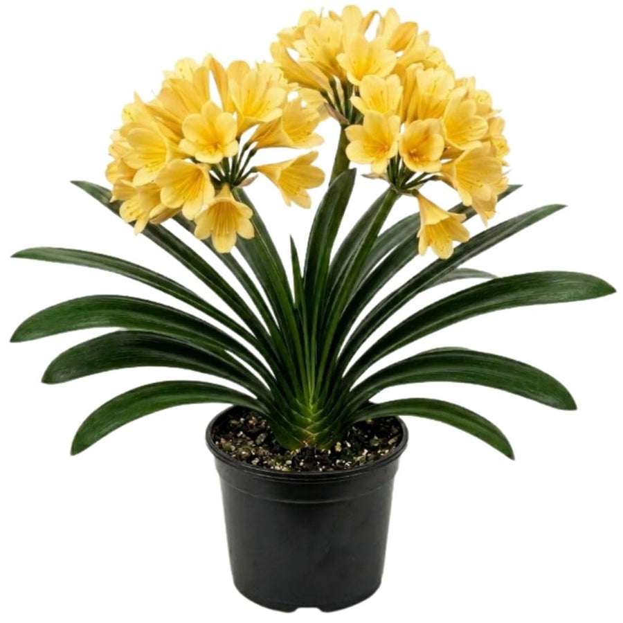Yellow Clivia Live Plant in 6 Inch Pot - 6-8" Tropical Flowering Houseplant, Perennial Clivia Flower Plant for Indoor Outdoor Planting