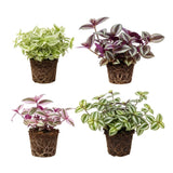 Set 6 Wandering Jew Plants, Mix Trandescantia Live Stems, Vibrant Foliage Indoor Houseplant 3-5 Inch Tall