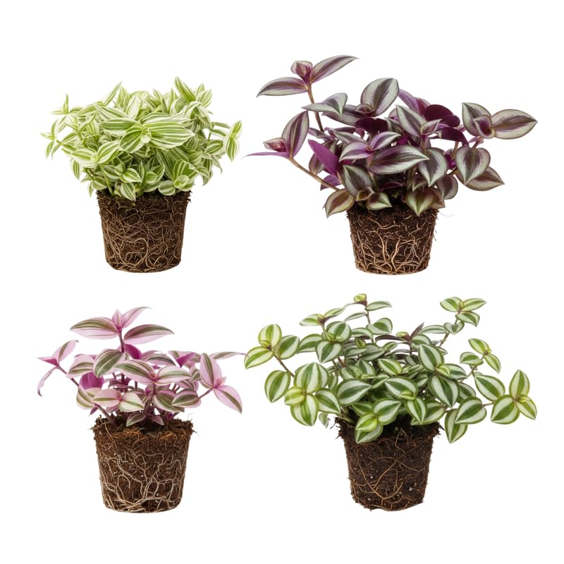 Set 6 Wandering Jew Plants, Mix Trandescantia Live Stems, Vibrant Foliage Indoor Houseplant 3-5 Inch Tall