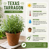 2 Texas Tarragon Plants Live, Texas Tarragon Herb Plant 4-6 Inches Tall, Live Herbs Culinary Gardening