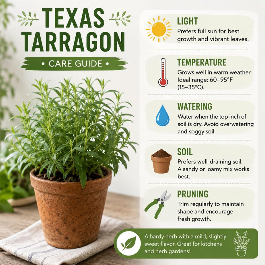 2 Texas Tarragon Plants Live, Texas Tarragon Herb Plant 4-6 Inches Tall, Live Herbs Culinary Gardening