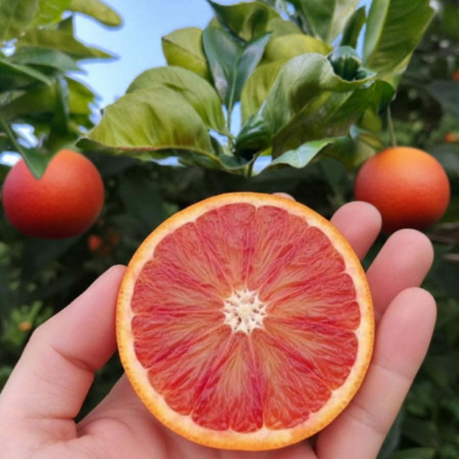 Live Blood Orange Tree Plant, Sweet Red Orange Fruit Tree, 3 Feet Tall, Ready for Growing