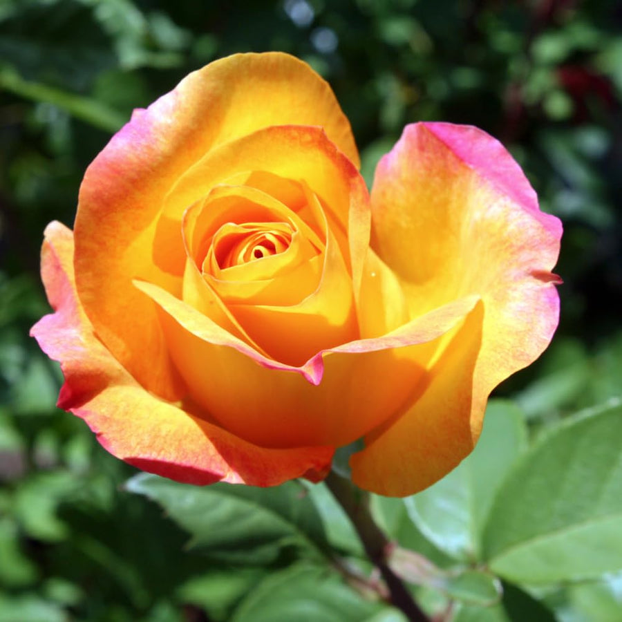 Rare Rose Bush Live Plant - Rose Plant Live to Grow - Bareroot 5-10 Inch Tall - Fragrant Rose Flowers Shrub - No Pot (Gold Rose)