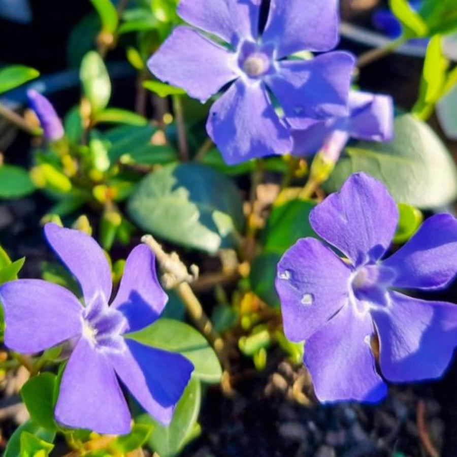 Set 60 Vinca Minor Periwinkle Plants Live, Creeping Vinca Vine Ground Cover, Starter Plants Perennial, Purple Flowers