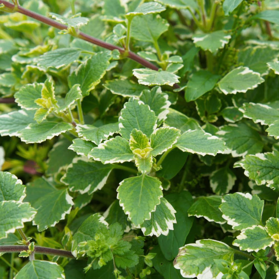 2 Variegated Swedish Ivy Live Plants, 2" Pot Indoor Trailing Swedish Ivy Houseplant Home Garden