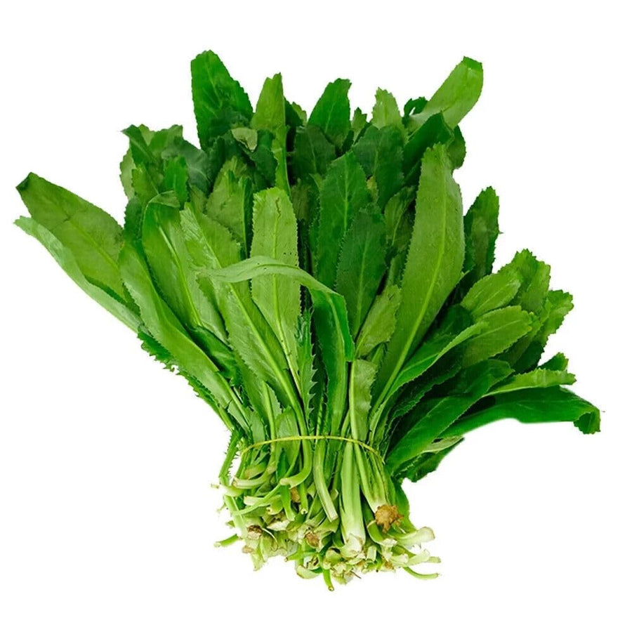 Culantro Plant Live for Planting, Culinary Culantro Herb 4-6 Inches Tall in 4 Inch Pot, Containers or Garden Beds