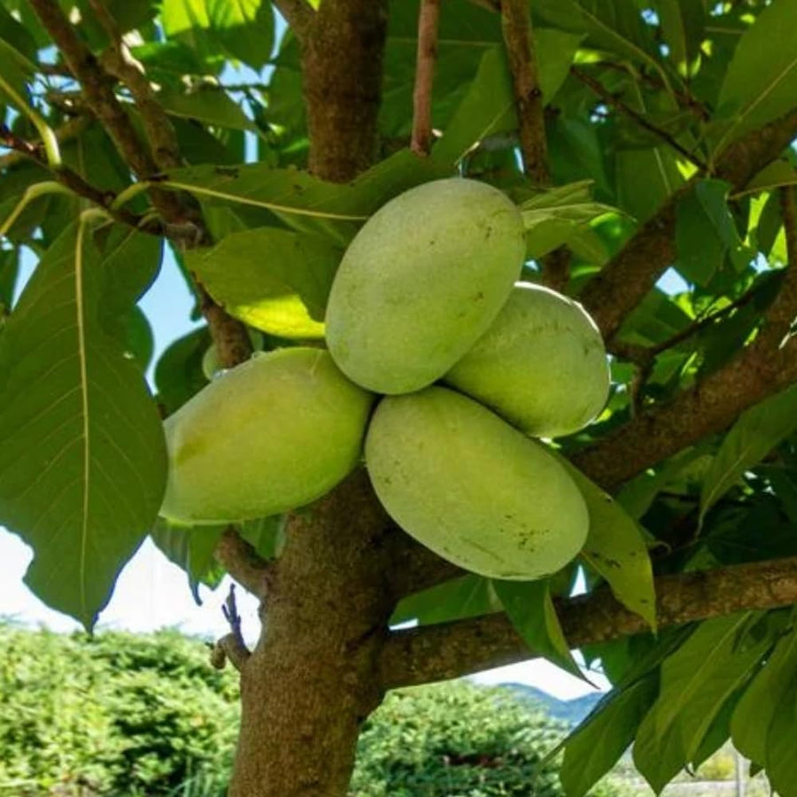 Paw Paw Tree, Pawpaw Tree Live Plant, Cold Hardy Fruit Plant, Bareroots from 8-12 Inches Tall, Ready for Outdoor Garden