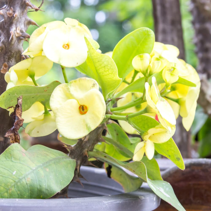 Euphorbia Milii Live Plant, Crown of Thorns Live Plant, Mix Flower Houseplant, 5-8 Inc Tall, Cold Hardy (Yellow)