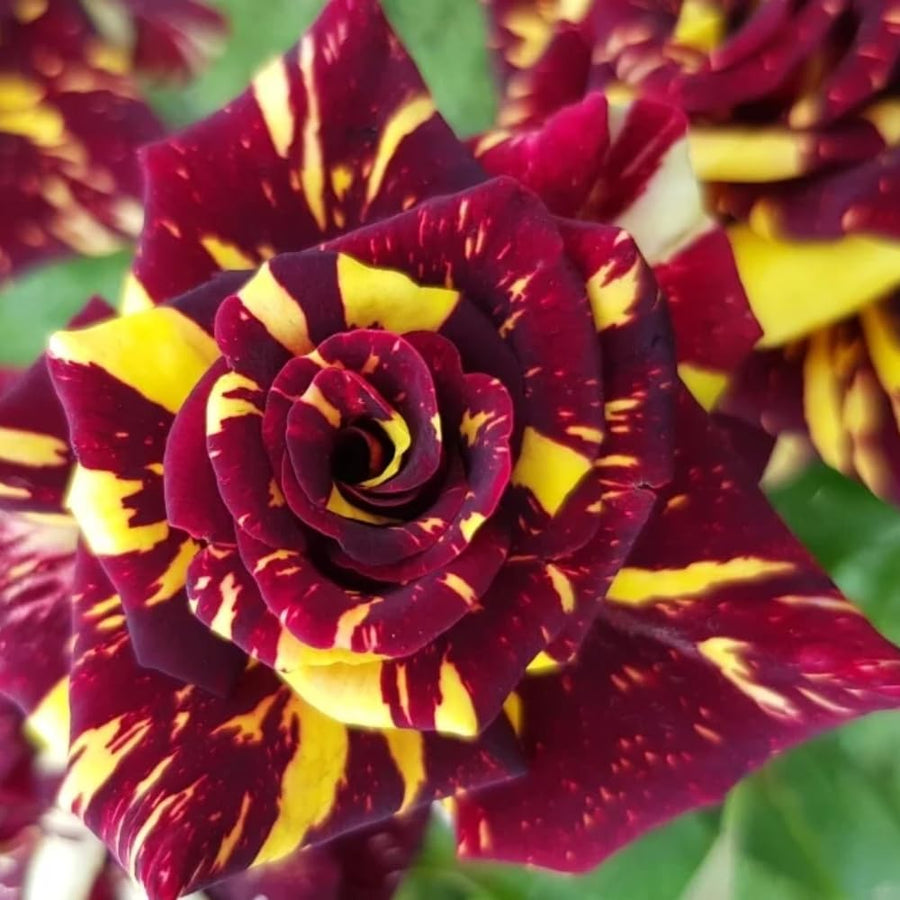 Rose Bush Live Plant - Rose Plant Live Shrub - Bareroot with Soil 5-10 Inch Tall - Fragrant Rose Flowers Heirloom Rose Shrub - No Pot (Deep Red Yellow Rose)