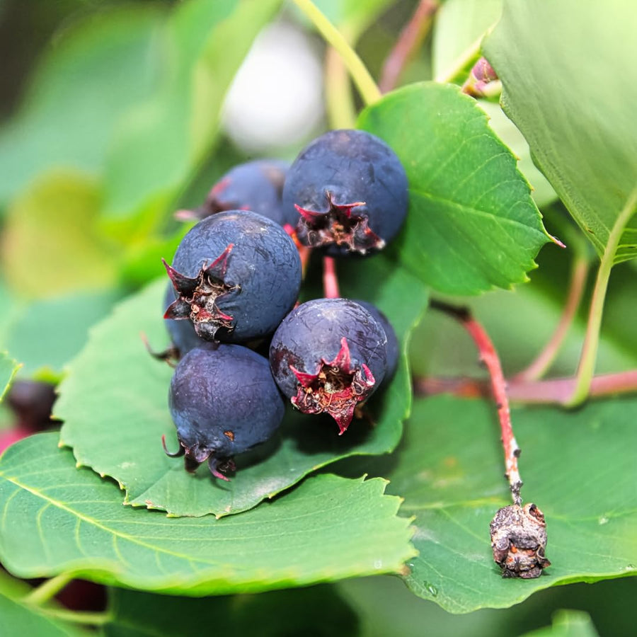 Live Elderberry Plant, 1.5 to 2.5 Feet Tall in 1 Gallon Pot, Fruiting Shrub Ready to Grow