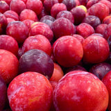 24 Red Plum Tree Live Plants Cuttings, Plum Cuttings Unrooted for Gardening, 6 to 8 Inches Tall, Not Rooted