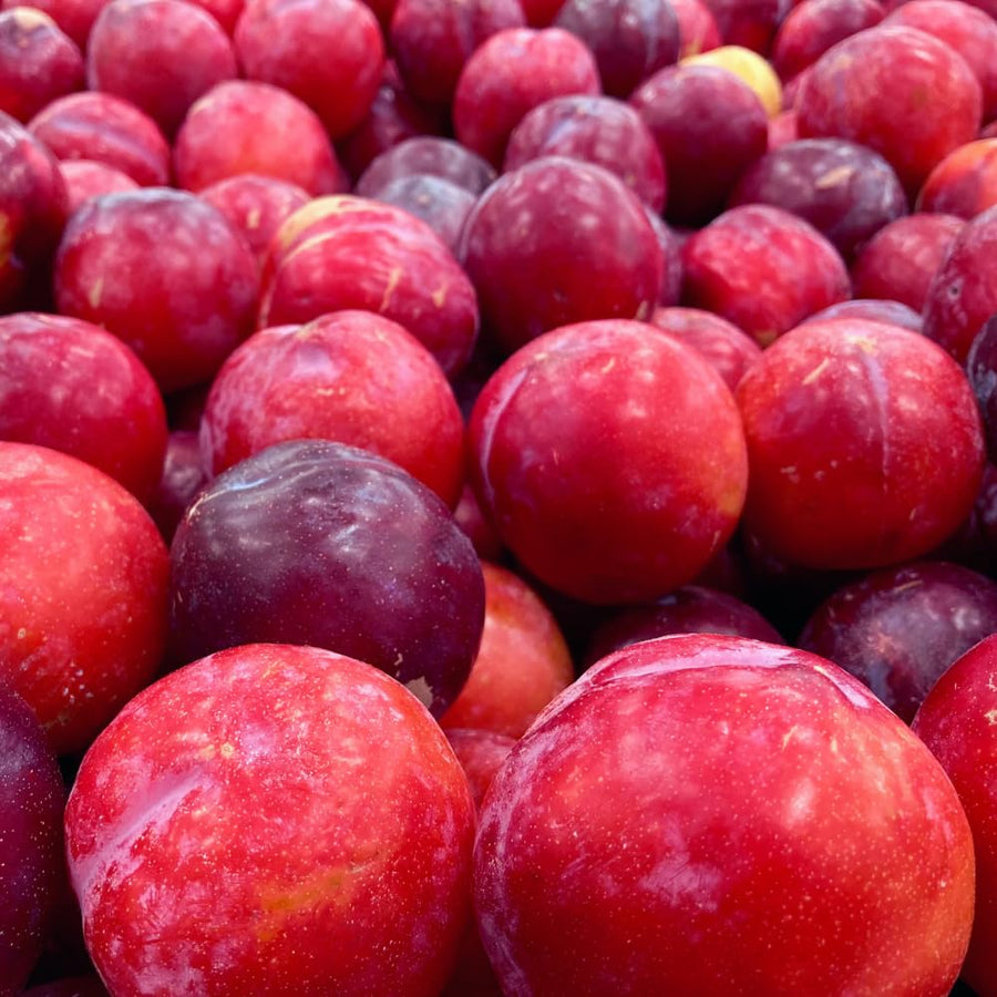 24 Red Plum Tree Live Plants Cuttings, Plum Cuttings Unrooted for Gardening, 6 to 8 Inches Tall, Not Rooted