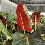2 Rare Philodendron Live Plants Varieties Collection, Philodendrons Plants Size 5-9 Inc for Indoor Houseplant Décor, Ornamental Tropical Well-Rooted (Climber Philodendron Plants)