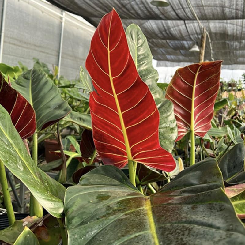 2 Rare Philodendron Live Plants Varieties Collection, Philodendrons Plants Size 5-9 Inc for Indoor Houseplant Décor, Ornamental Tropical Well-Rooted (Climber Philodendron Plants)
