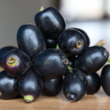 Black Java Plum Fruit Tree Plant, 4 to 6 Inches Tall in 4 Inch Pot, Well-Rooted Tropical Fruit Tree for Outdoor Planting