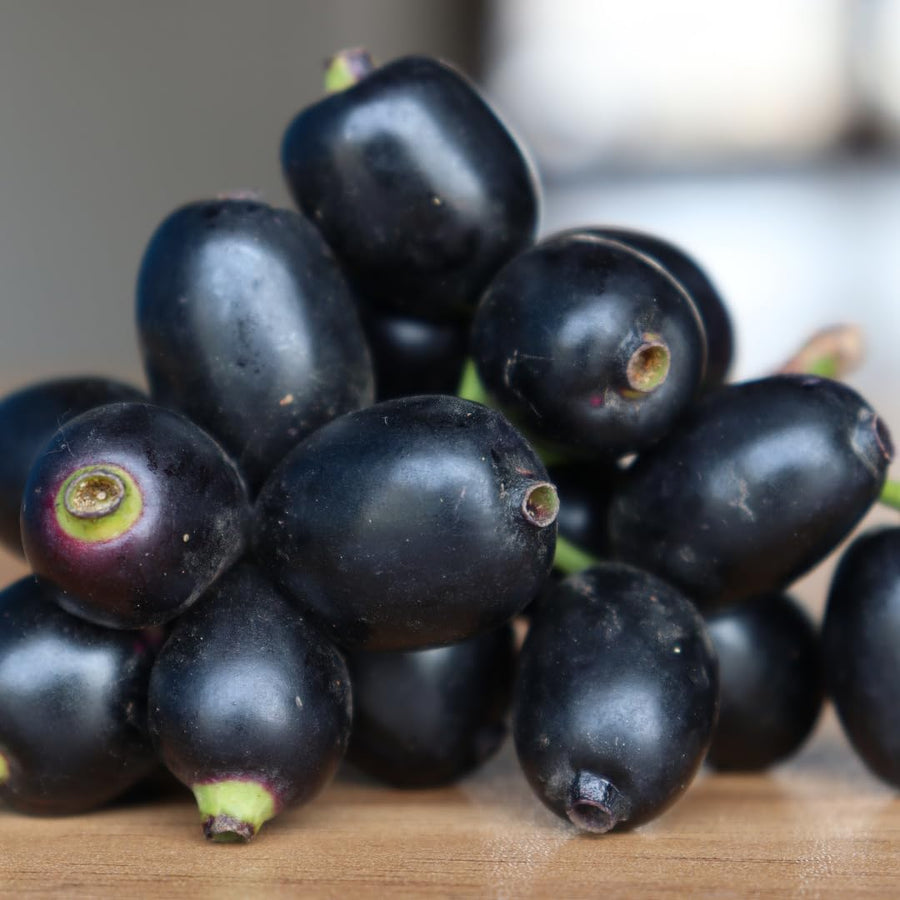 Black Java Plum Fruit Tree Plant, 4 to 6 Inches Tall in 4 Inch Pot, Well-Rooted Tropical Fruit Tree for Outdoor Planting