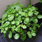 Set 2 Plectranthus Swedish Ivy Plants Live Ready to Grow, Green Swedish Ivy Mint Herb Starter Plants Indoor Outdoor Hanging Basket Houseplant