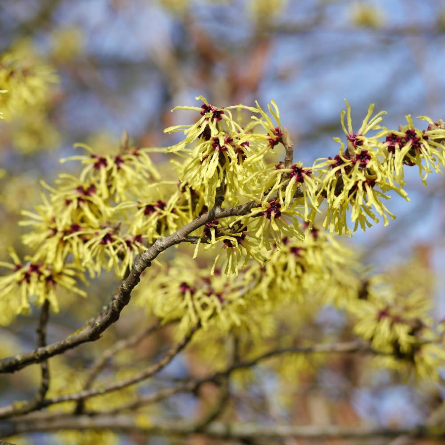 Set 2 Witch Hazel Tree, Witchhazel Plant Live, Fragrant Yellow Flower, 12-16'' Height, Hardy Perennial Shrub for Planting, Dormant in Winter