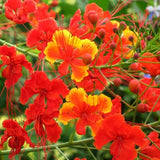 Red Orange Mexican Bird of Paradise Plant Live in Pot, 6-10" in Tall Well-Rooted Seedling for Outdoor Growing, Peacock Plant