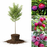 2 Plum Trees Live Plants for Planting Cold Hardy, 1'-2' Live Plum Tree, Fruit Tree for Outdoor Garden Planting