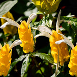Yellow Shrimp Plants Live, Seedlings Justica Brandegeana Tree Bush, 5-9 Inches Tall