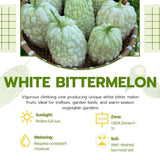 White Jade Bitter Melon Plant Live 4 Inch Pot, Bittermelon Plant 6-8" Tall, Vegetable Plants Seedlings for Planting in Garden