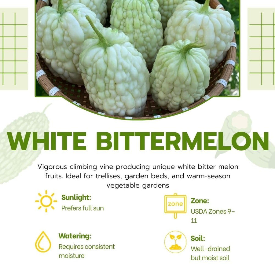 White Jade Bitter Melon Plant Live 4 Inch Pot, Bittermelon Plant 6-8" Tall, Vegetable Plants Seedlings for Planting in Garden