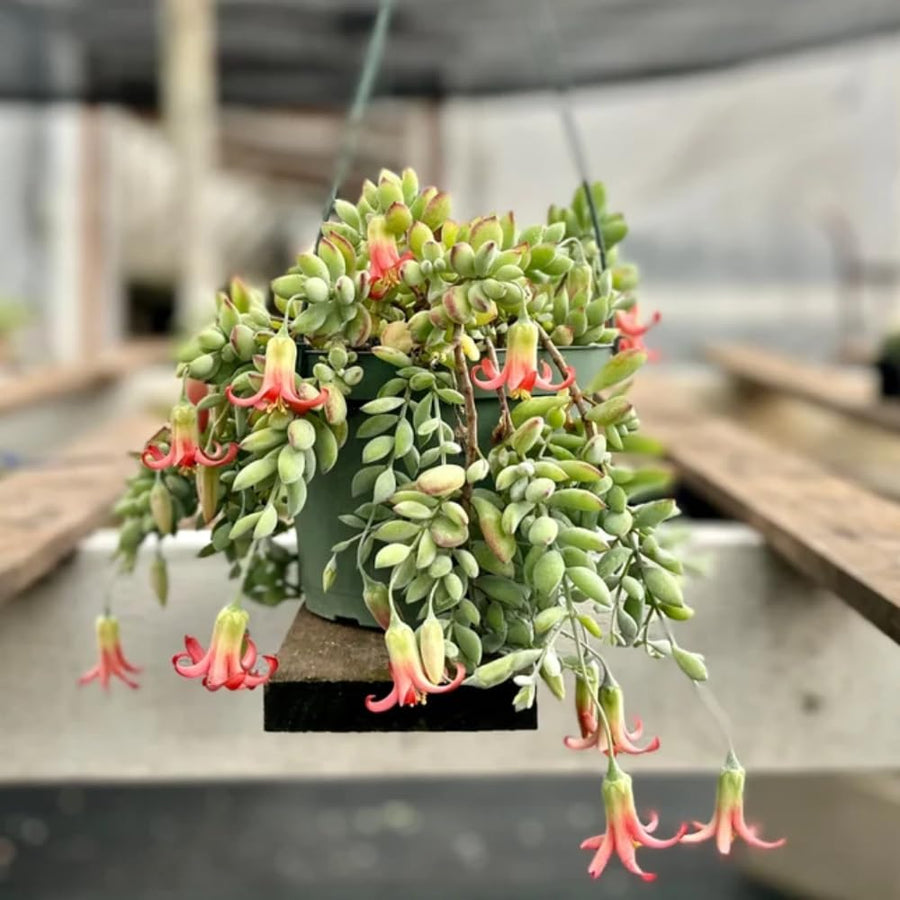 Cotyledon Pendens Plant, Rare Cotyledon Succulents, Easy-Care Hanging Houseplant for Indoor Outdoor Decoration, 6'' Potted