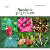 2 Mixed Ginger Plants Live for Planting, Tropical Flowering Plant for Garden or Patio, Hardy Ginger Plant No Pot, 5-9" Height