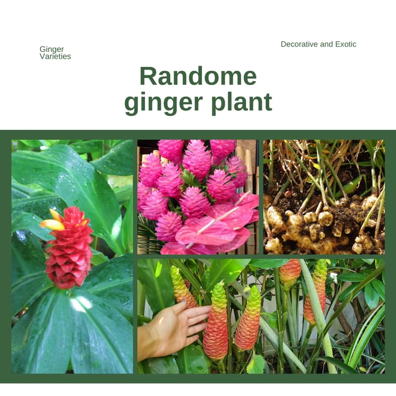 2 Mixed Ginger Plants Live for Planting, Tropical Flowering Plant for Garden or Patio, Hardy Ginger Plant No Pot, 5-9" Height