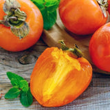 2 American Persimmon Trees Live Plants Seedlings, 1 Year Old, 7 to 14 Inches Tall, Dormant in Winter, Persimmon Fruit Tree, Cold Hardy