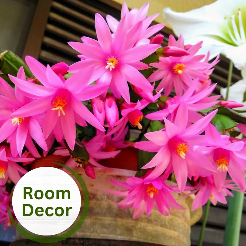 3 Pink Christmas Cactus Plants Live, Thanksgiving Cactus Easter Cactus Live Plants, 4-8 Inch Height, Holiday Blooms for Outdoor Spaces, No Pot, Bareroots