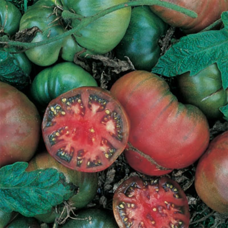 Lot 4 Tomato Plants Live for Planting Outdoors, Large and Juicy Tomatoes, Well Rooted, 6 to 8 Inch - Black Krim Tomato