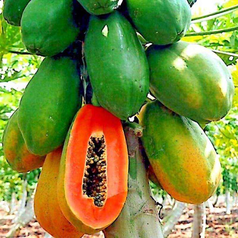 Papaya Plant Live in 4” Pot, 5-9 Inch Tall Tropical Fruit Tree for Outdoor or Container Growing