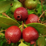 Strawberry Guava Tree - Fresh Fruit Plant in Half-Gallon Pot, 10-14 inches Tall, No CA
