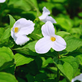 20 White Trillium Bulbs, Trillium Bulbs for Garden, Large Bulbs, Trillium Bulbs Bulk for Garden, Trillium Flower Bulbs, Easy to Plant