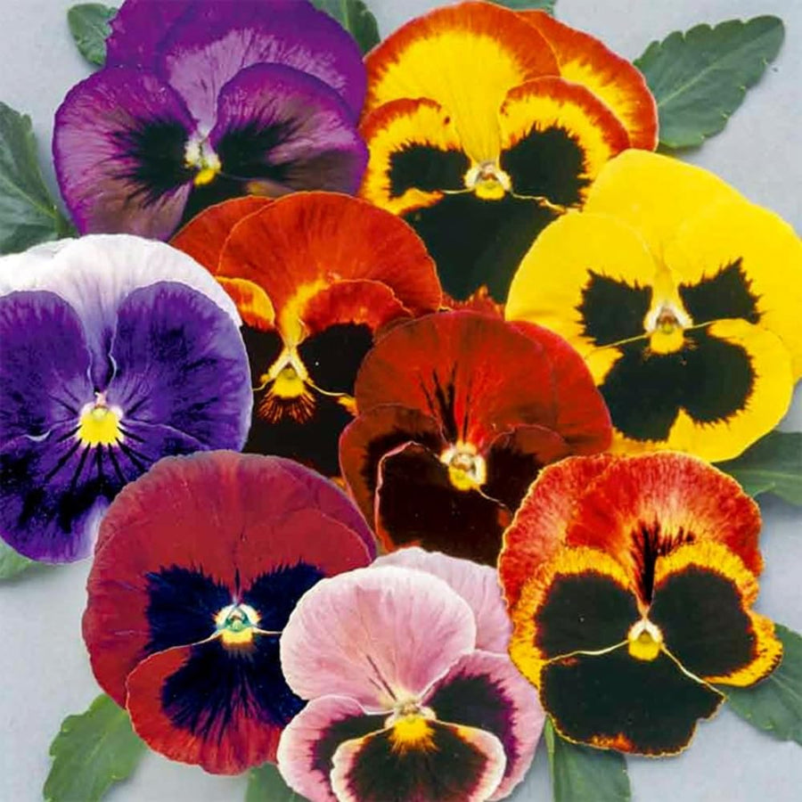 Set 2 Pansy Plants Live, Live Pansies Plant, Assorted Flowers, 4-7 Inc Tall, Solid Bloom Pansy, Colorful Pansies Seedling for Ground Cover, Hanging Basket and Container